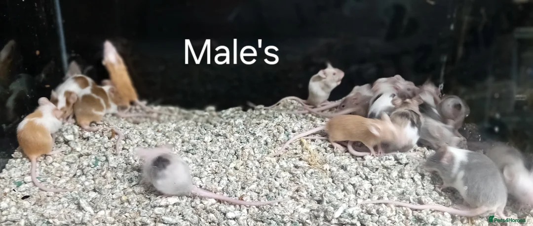 Mouse rodents for sale: Baby Fancy Pet mice , Males and Females - Advert 14