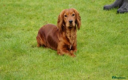 Cockapoo dogs for sale: 🐾 F1bb Red Cockapoo Puppies 🐾 - Advert 3