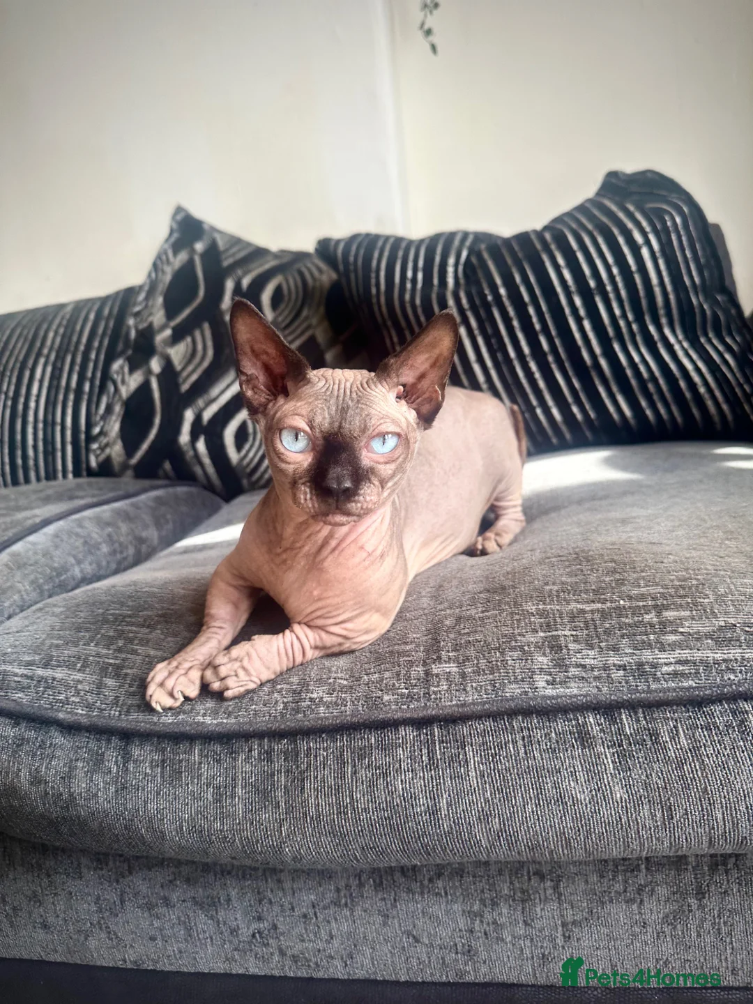 Sphynx cats for stud: Proven Bambino for stud  - Advert 2