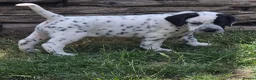 Mixed Breed dogs for sale: READY NOW 2 boys Sprollie x Dalmatian pups - Advert 28