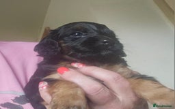 Cockapoo dogs for sale: The best cockapoos - Image 20