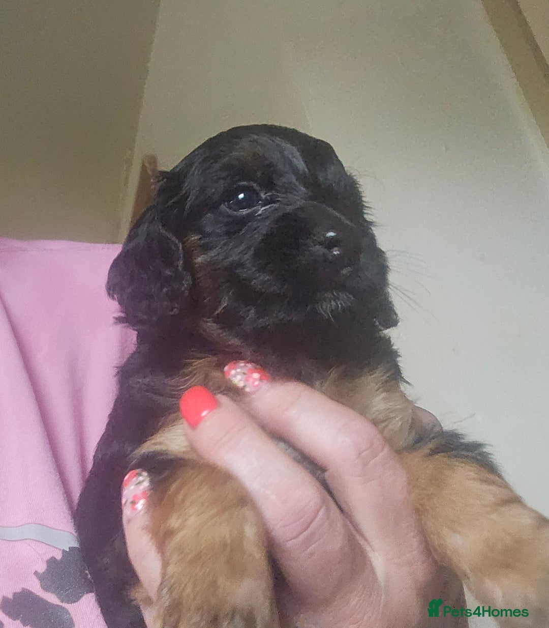 Cockapoo dogs for sale: The best cockapoos - Image 20