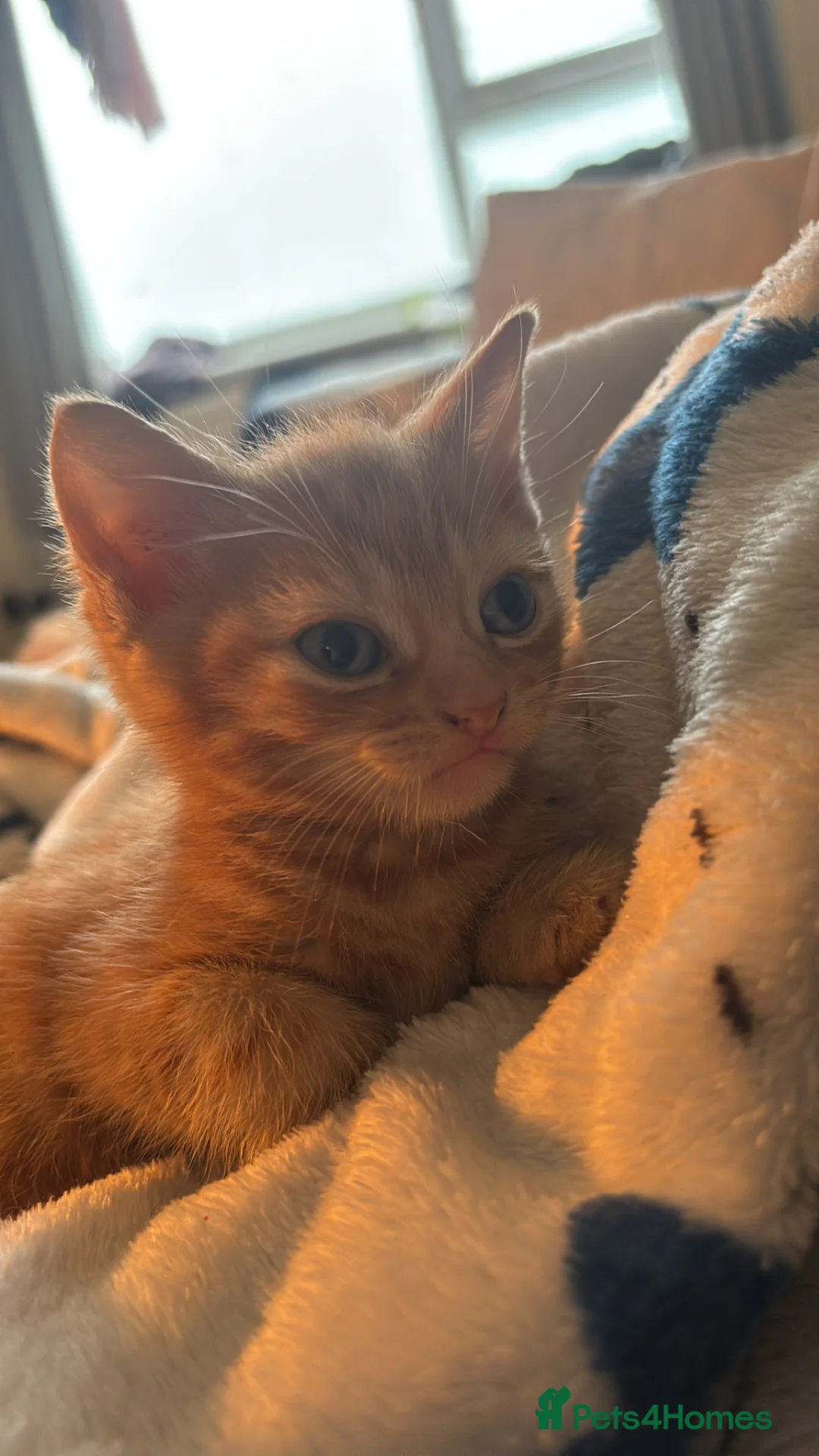 Domestic Shorthair cats for sale: 9 week old ginger kittens 2 boys and a girl  - Advert 2