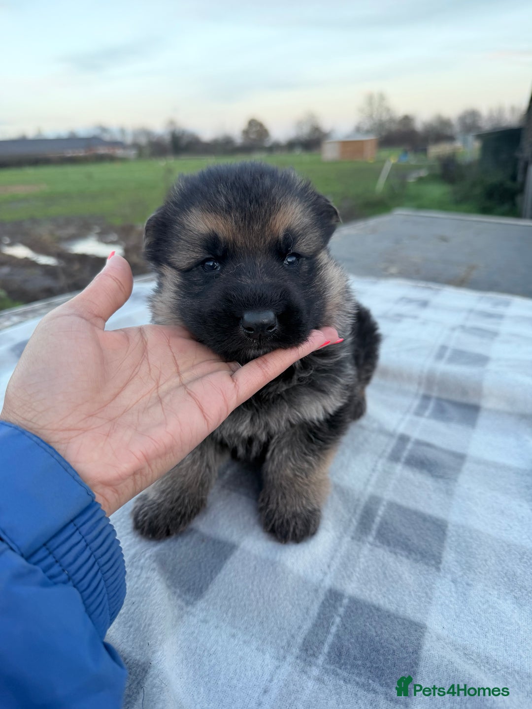 German Shepherd dogs for sale: Beautiful German shepherd pups available  - Advert 5