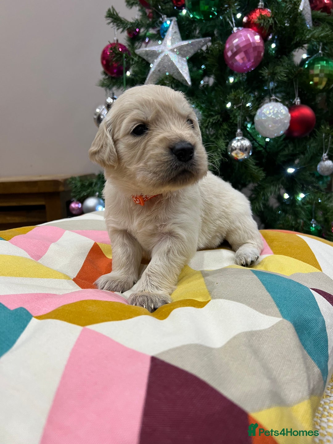 Golden Retriever dogs for sale:  Golden Retriever Puppies – KC Registered - Advert 12