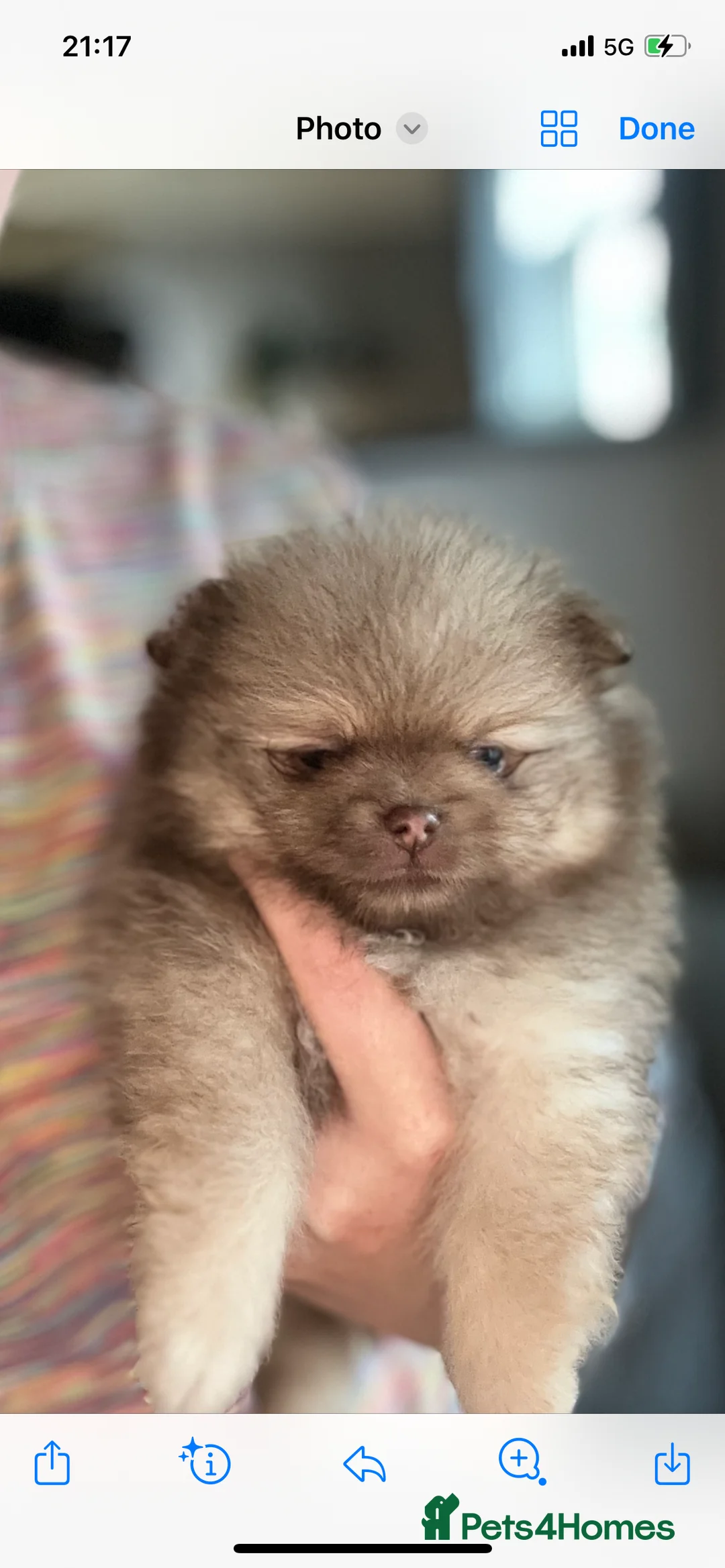 Pomeranian dogs for stud: Cobee (PROVEN)  ( STUD ONLY ) (PRODUCING MERLES)   in Liverpool - Advert 33