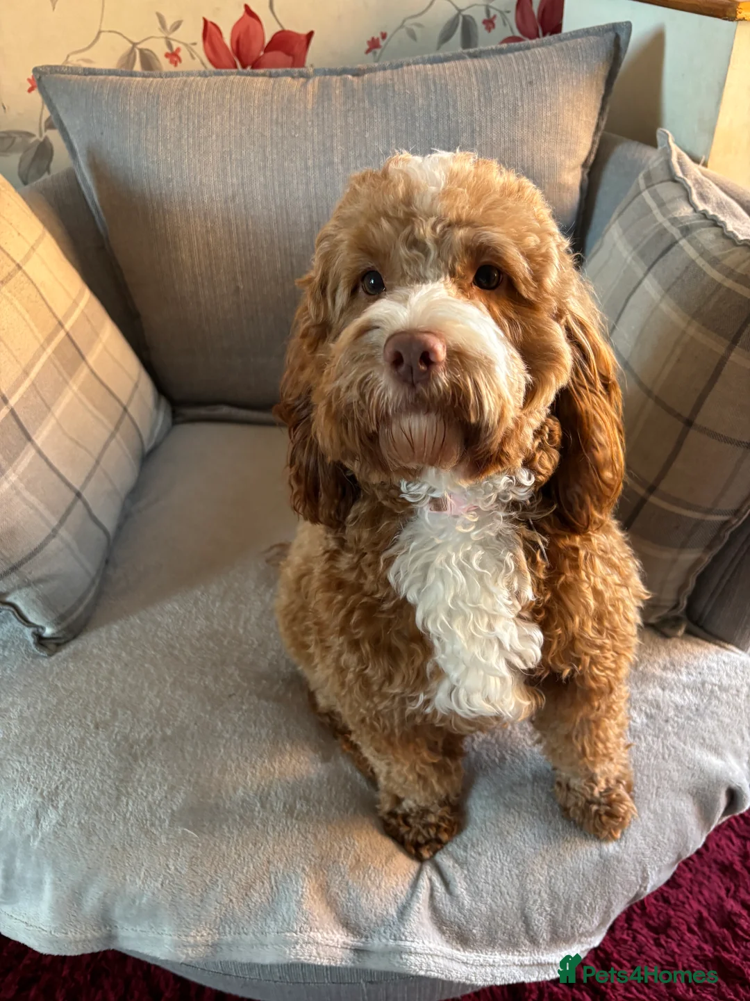 Cockapoo dogs for sale: Cockerpoo looking for new home  - Advert 1