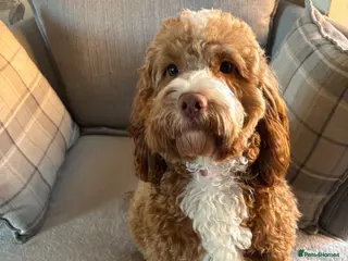 Cockapoo dogs Cockerpoo looking for new home - Advert 1