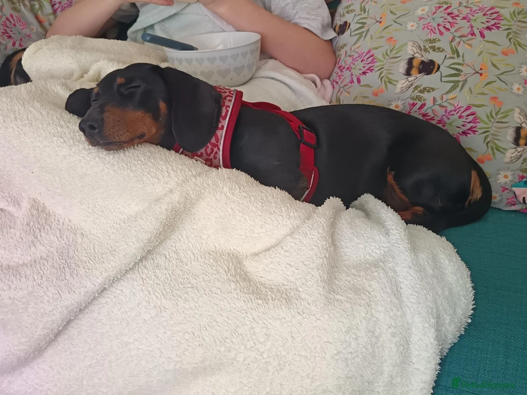 Miniature Dachshund dogs for sale: Rehoming - read carefully!  in Littlehampton - Advert 2
