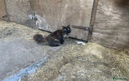 Mixed Breed cats for sale: Farm kittens for sale  - Image 7