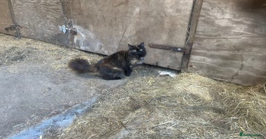 Mixed Breed cats - Advert 11