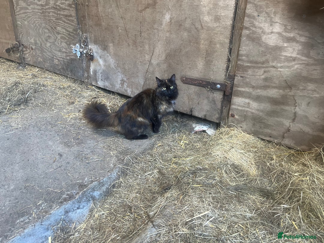Mixed Breed cats for sale: Farm kittens for sale  - Image 7