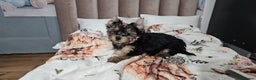 Yorkshire Terrier dogs for sale: Tiny miniature Yorkshire terriers - Advert 12