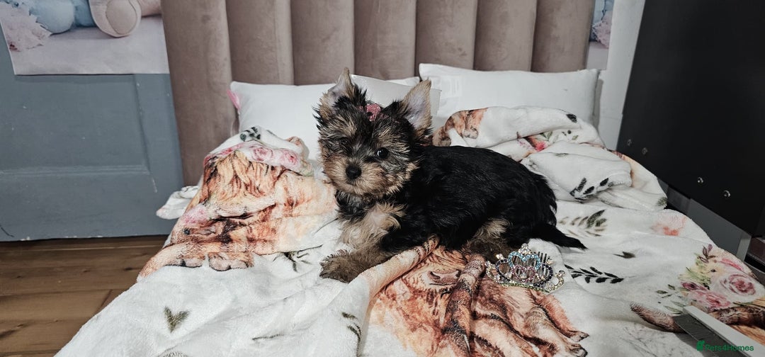 Yorkshire Terrier dogs for sale: Tiny miniature Yorkshire terriers - Advert 12