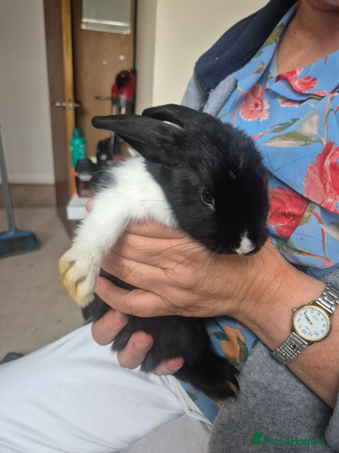 Mini Lop rabbits for sale: 5 Black and White Dutch x Mini Lop Babies - Advert 10