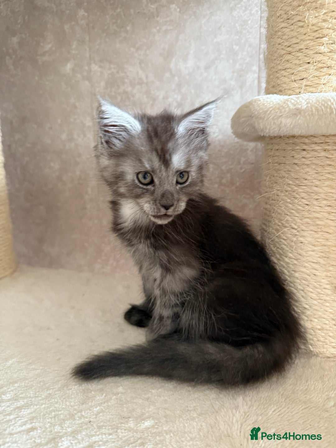 Maine Coon cats for sale: 🐾 100% GENUINE LARGE GCCF MAINE COON KITTENS - Image 15