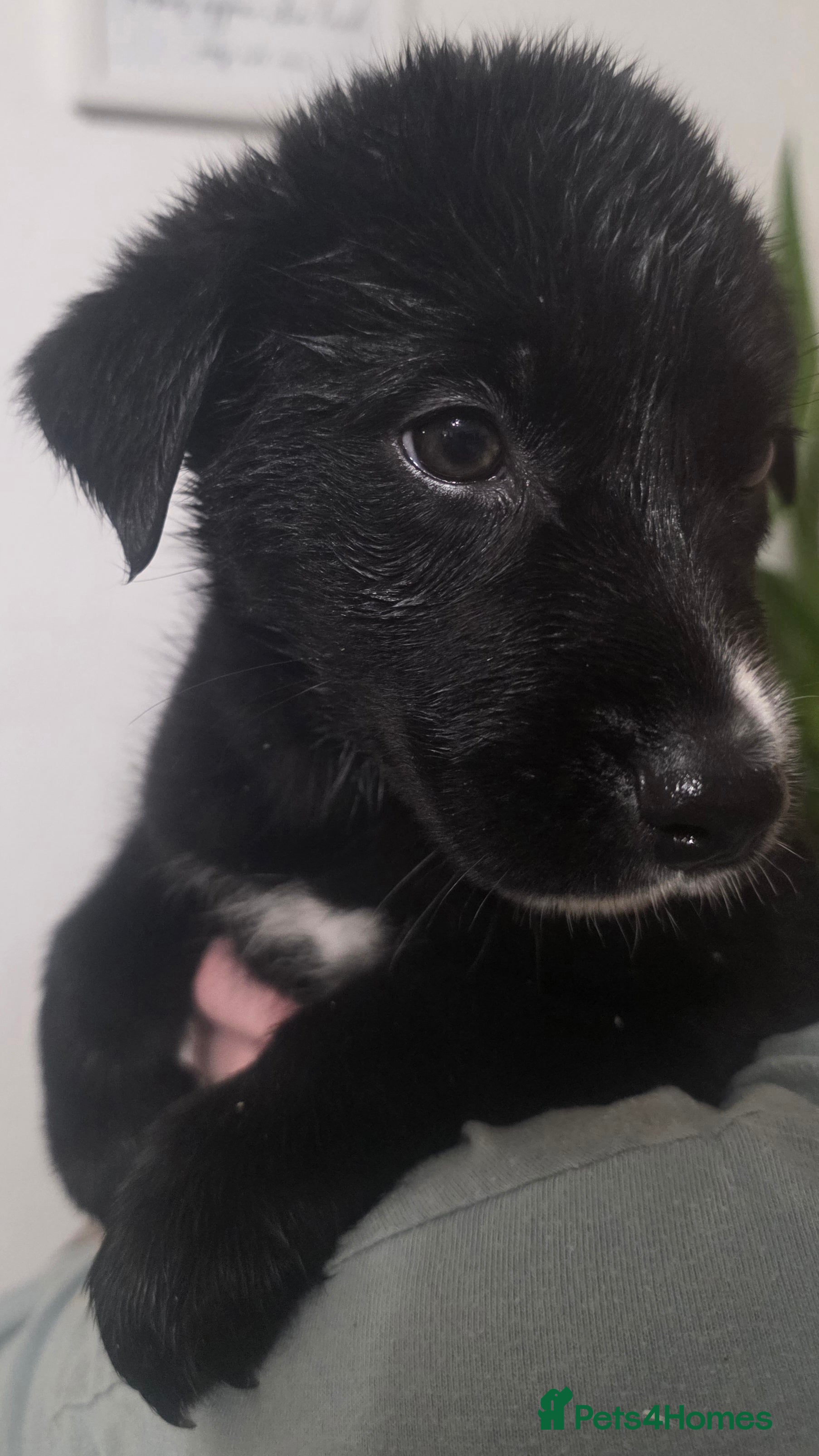 Mixed Breed dogs STUNNING RED FOX LABRADOR X SPECIAL SIBERIAN HUSKY - Advert 2