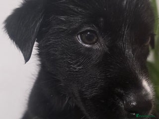 Mixed Breed dogs STUNNING RED FOX LABRADOR X SPECIAL SIBERIAN HUSKY - Advert 3