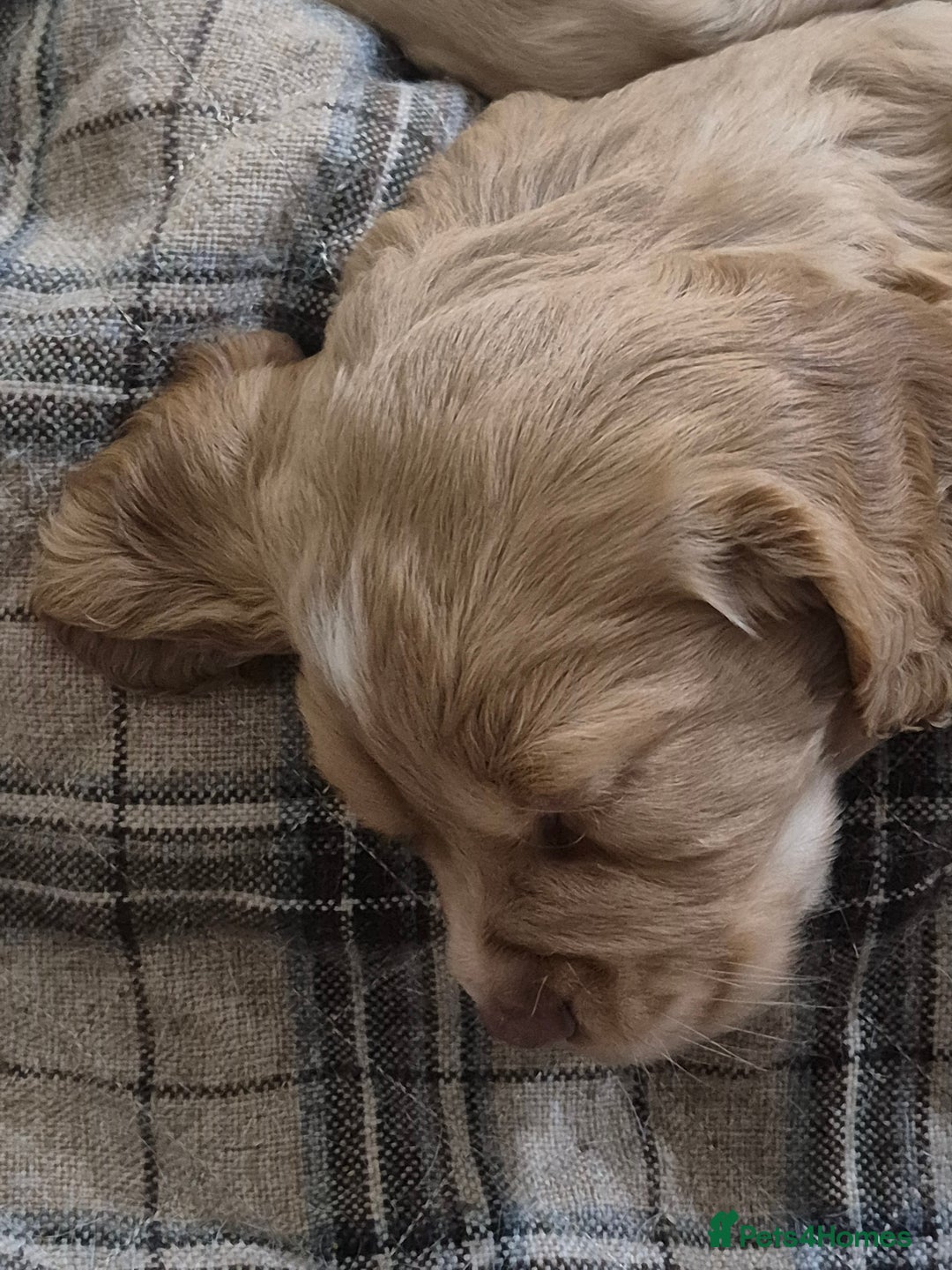 Cocker Spaniel dogs for sale: Kc registered working cocker puppies - Image 6