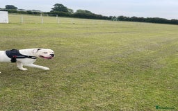 American Bulldog dogs for sale: 3year old Male American bulldog  - Image 5