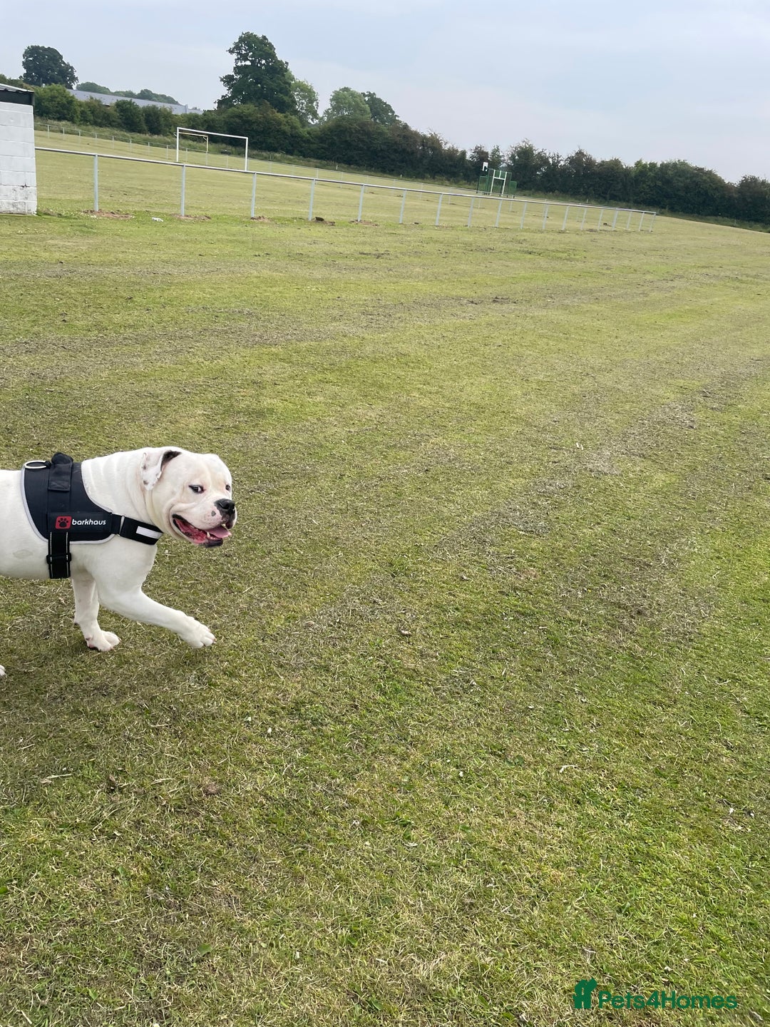 American Bulldog dogs for sale: 3year old Male American bulldog  - Image 5