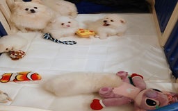 Pomeranian dogs for sale: Pomeranian Puppy  - Image 7