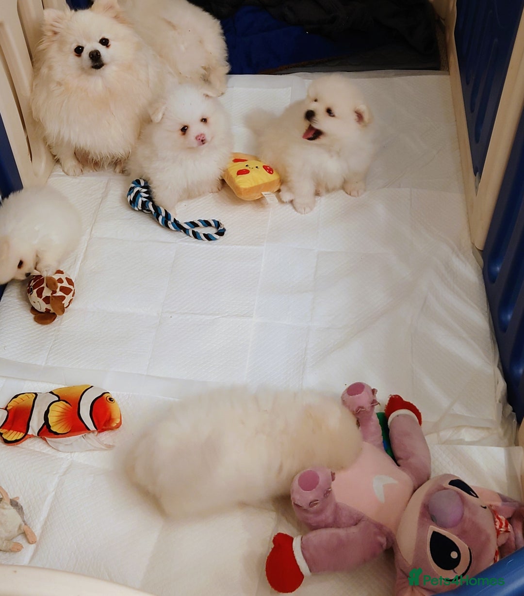 Pomeranian dogs for sale: Pomeranian Puppy  - Image 7