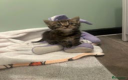 Mixed Breed cats for sale: Mouse — Rescue Kitten Looking for a Forever Home - Image 4
