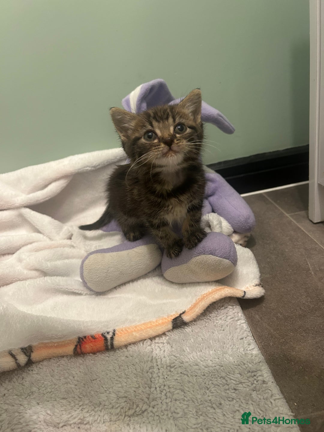 Mixed Breed cats for sale: Mouse — Rescue Kitten Looking for a Forever Home - Image 4