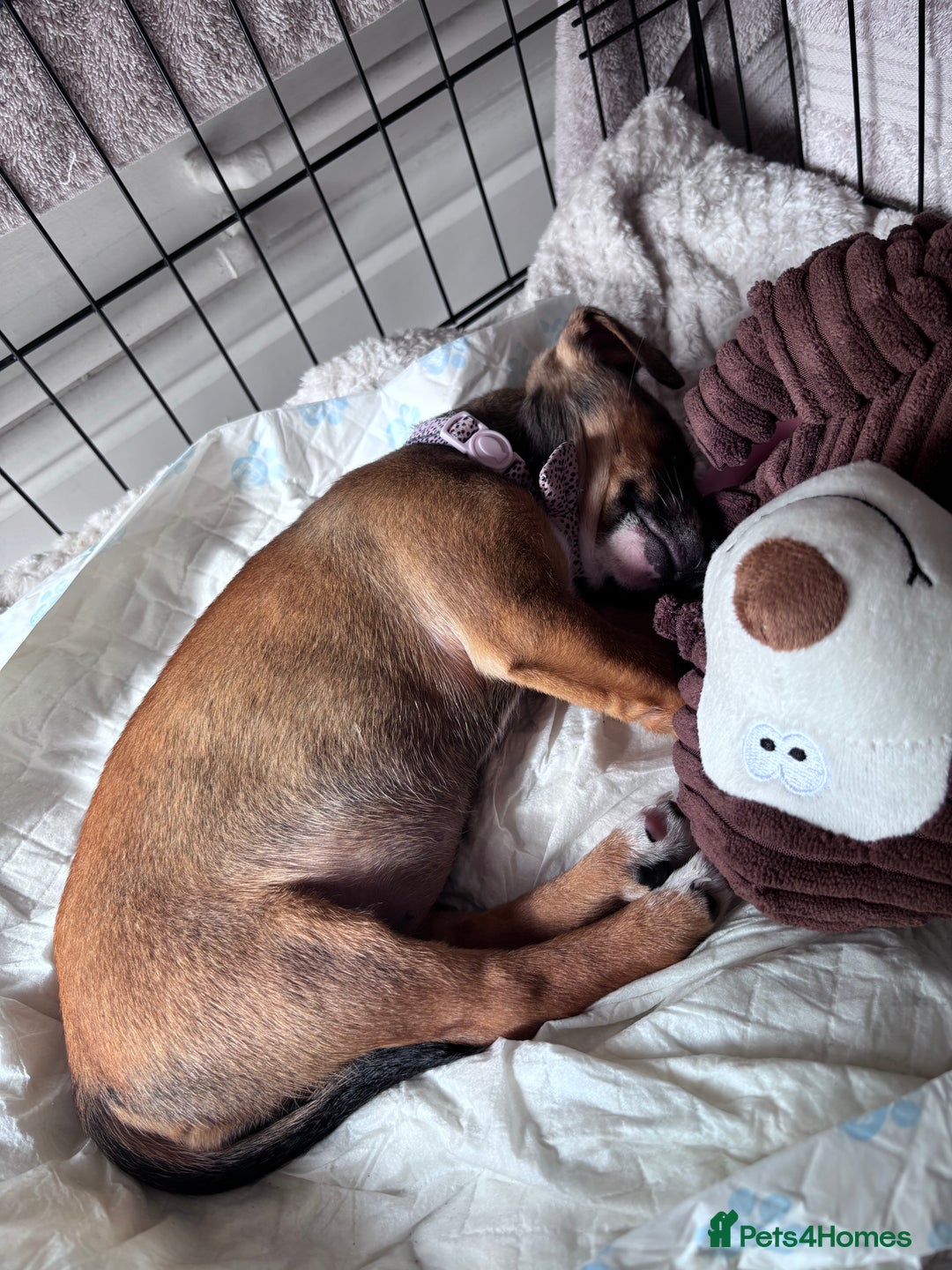 Jack Russell dogs for sale: Jack Russell puppy  - Image 4