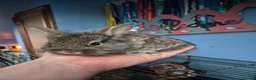 Lionhead rabbits for sale: Lionhead cross babies - Advert 4
