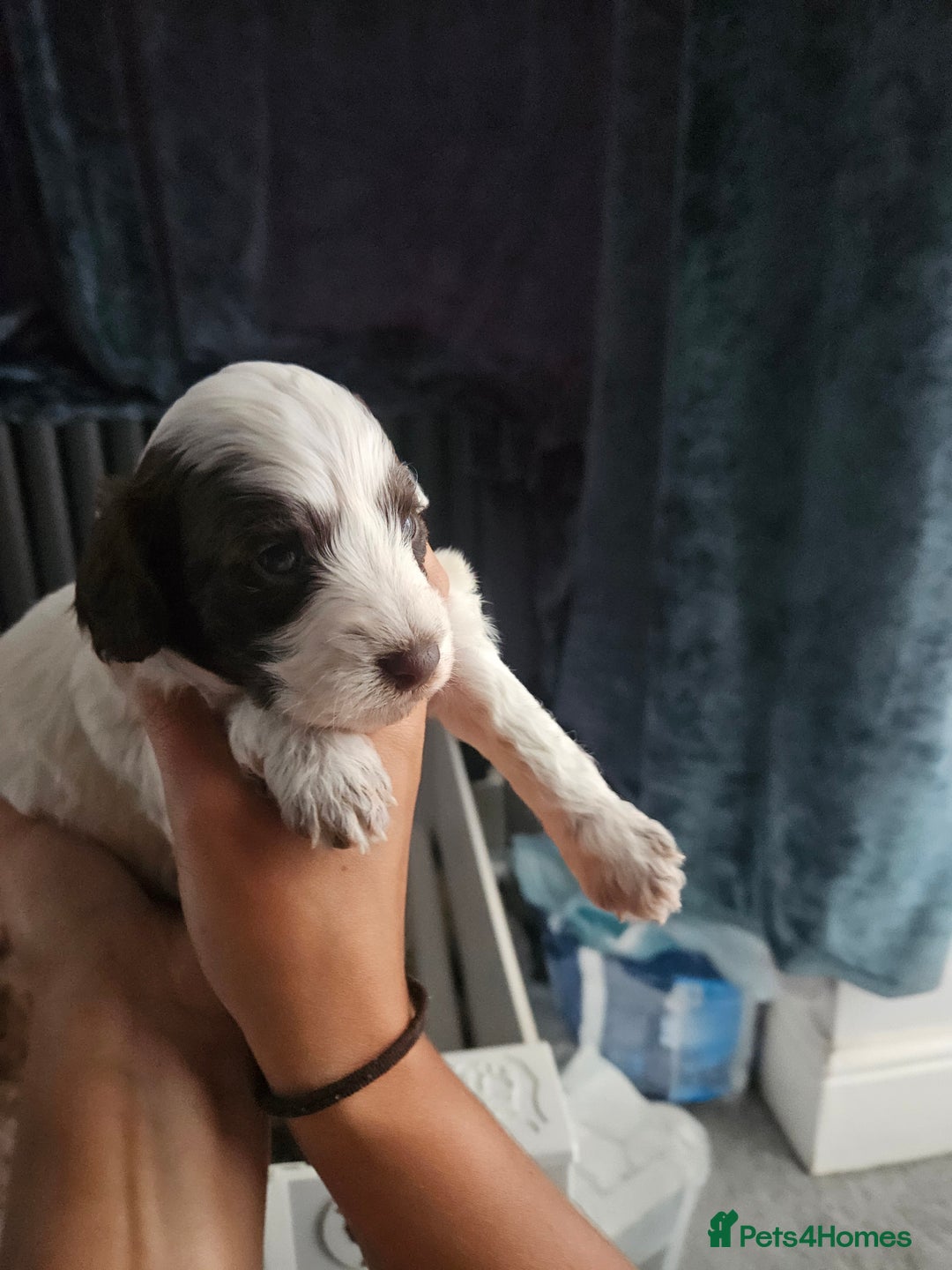 Cockapoo dogs for sale: Lyn Marie Pressley  - Image 14