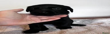 Labrador Retriever 11