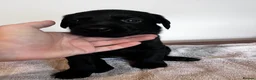 Labrador Retriever dogs for sale: Beautiful litter of KC black working Labradors  - Advert 22