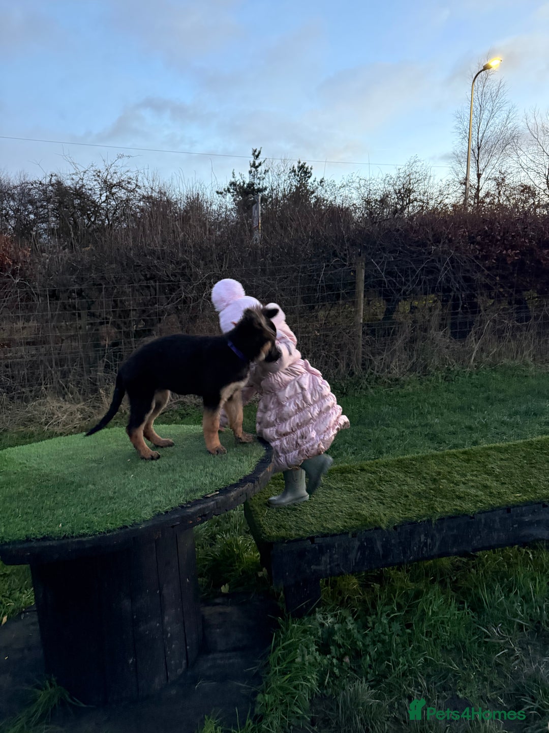 German Shepherd dogs for sale: 💔 Loving Home Wanted  – 4-Month-Old GS Puppy 💔 - Advert 12