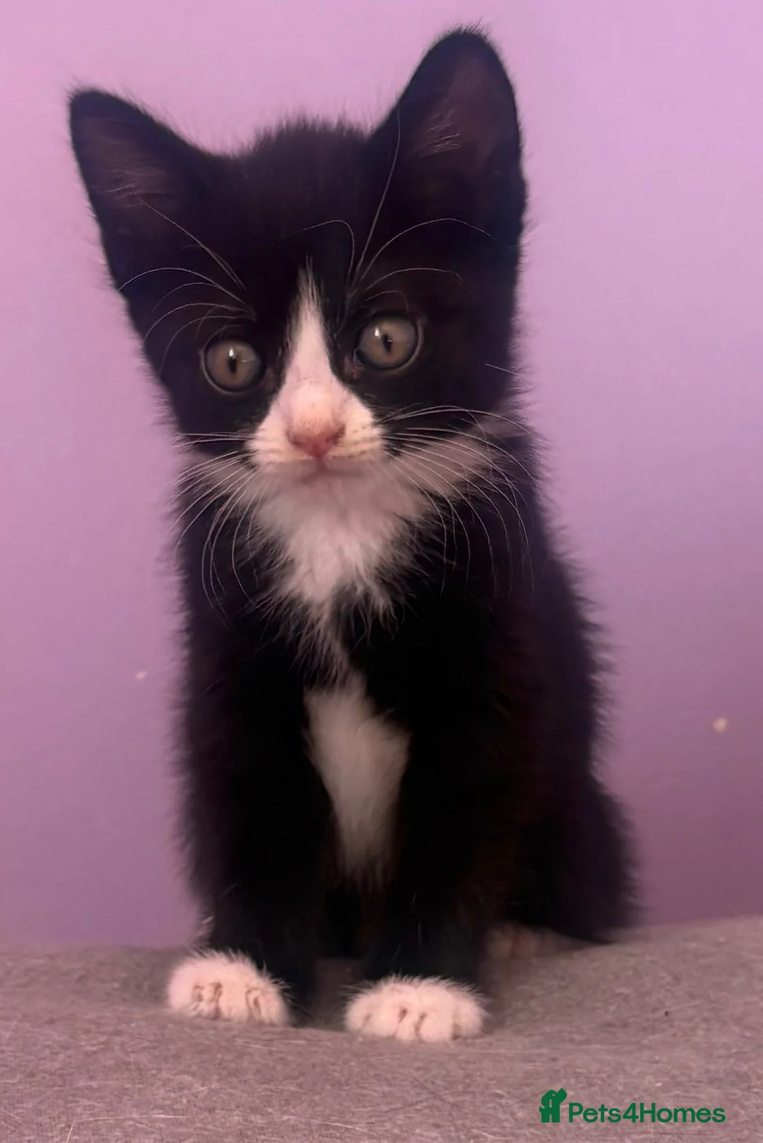 Mixed Breed cats for sale: Cute loving kittens need a home  - Advert 8