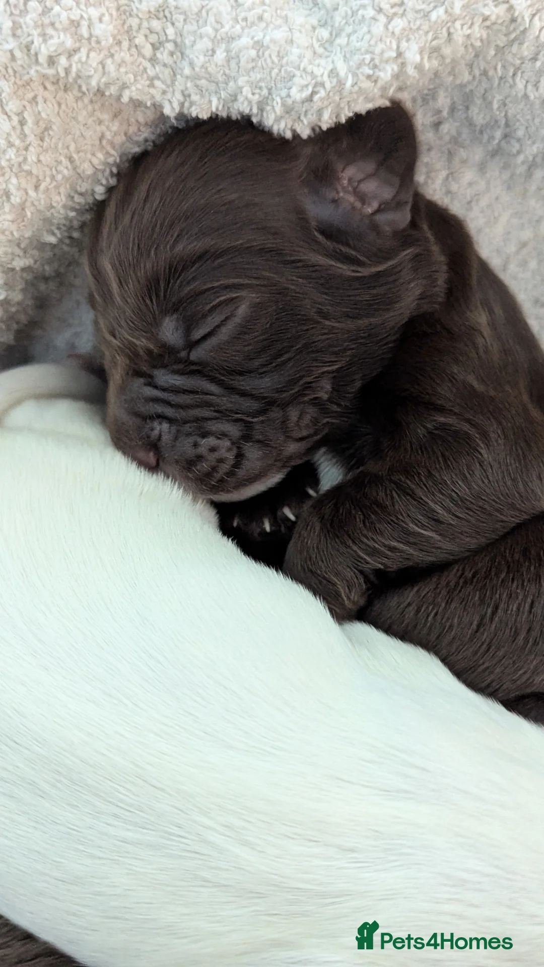 Sprocker dogs for sale: Sprocker Puppies - Cocker x Springer Spaniel - Advert 11