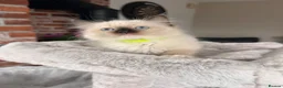 Ragdoll cats for sale: Ready Now! Beautiful Ragdoll Kittens! Xx  - Advert 25