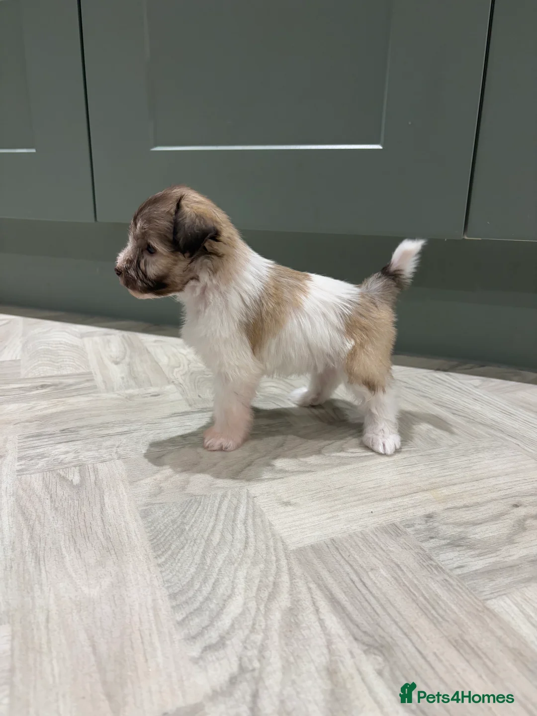 Miniature Schnauzer dogs for sale: SOLD KC Reg Miniature Schnauzers - Advert 23