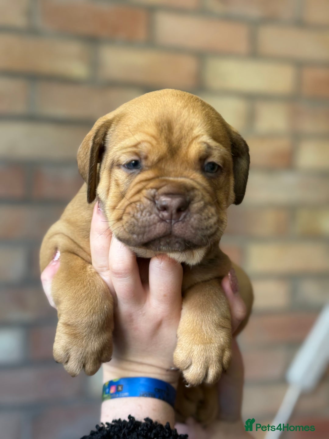 Mixed Breed dogs for sale: Bulldog de Bordeaux  - Image 17