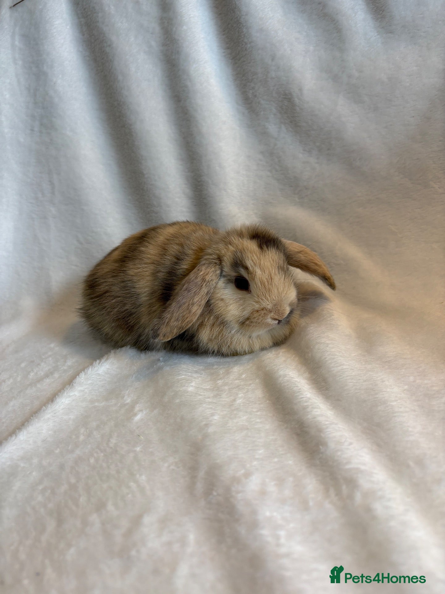 Mini Lop rabbits Baby Mini Lops (Ready 07/11) - Advert 1