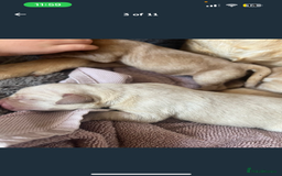 Labrador Retriever dogs for sale: Labrador Pups - Image 5