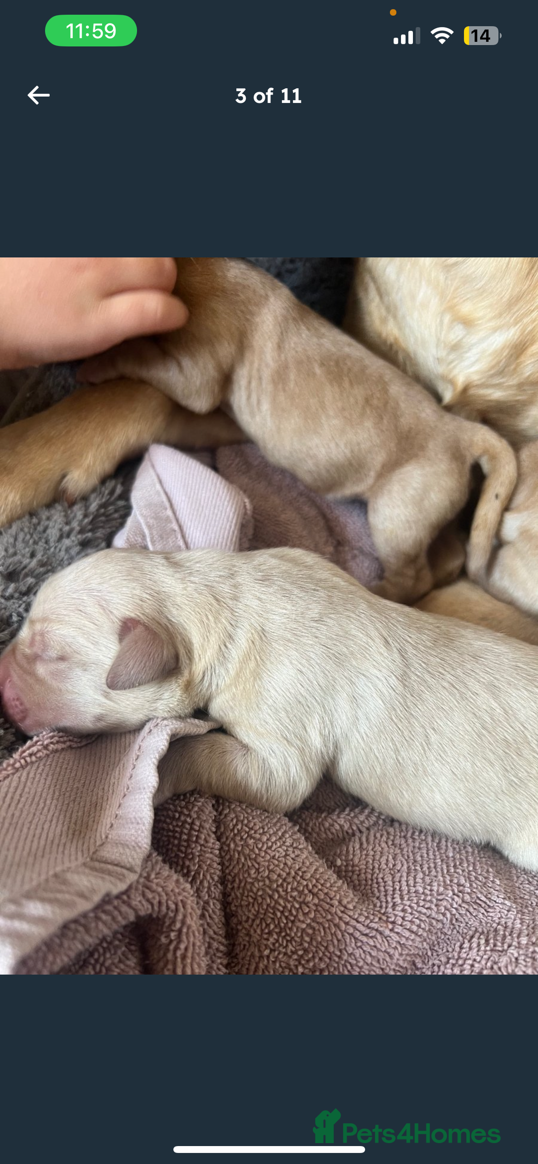 Labrador Retriever dogs for sale: Labrador Pups - Image 5