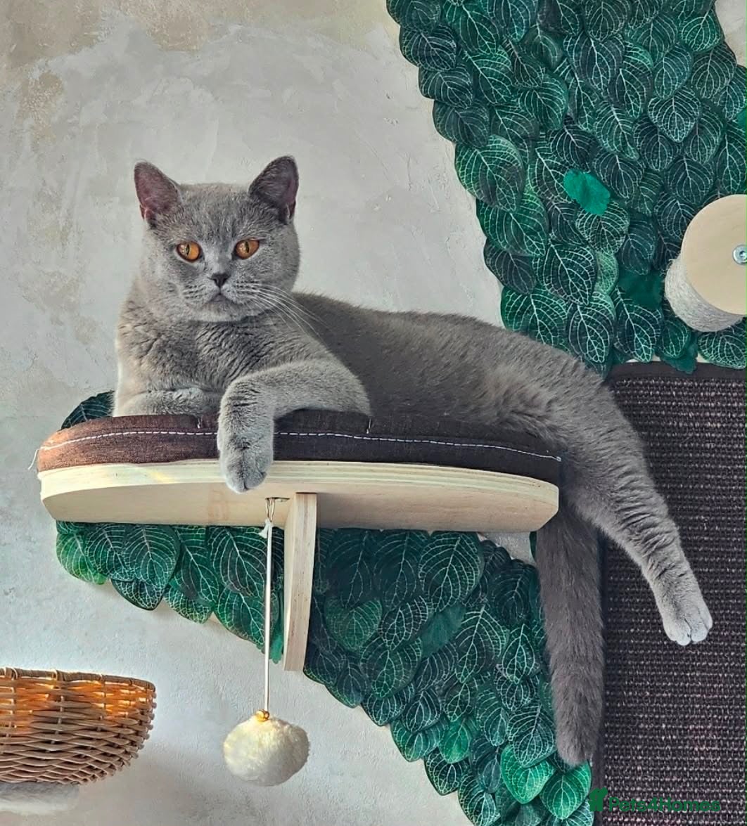 British Shorthair cats 🩶 Ava - Loving British Shorthair Needs Home - Advert 7