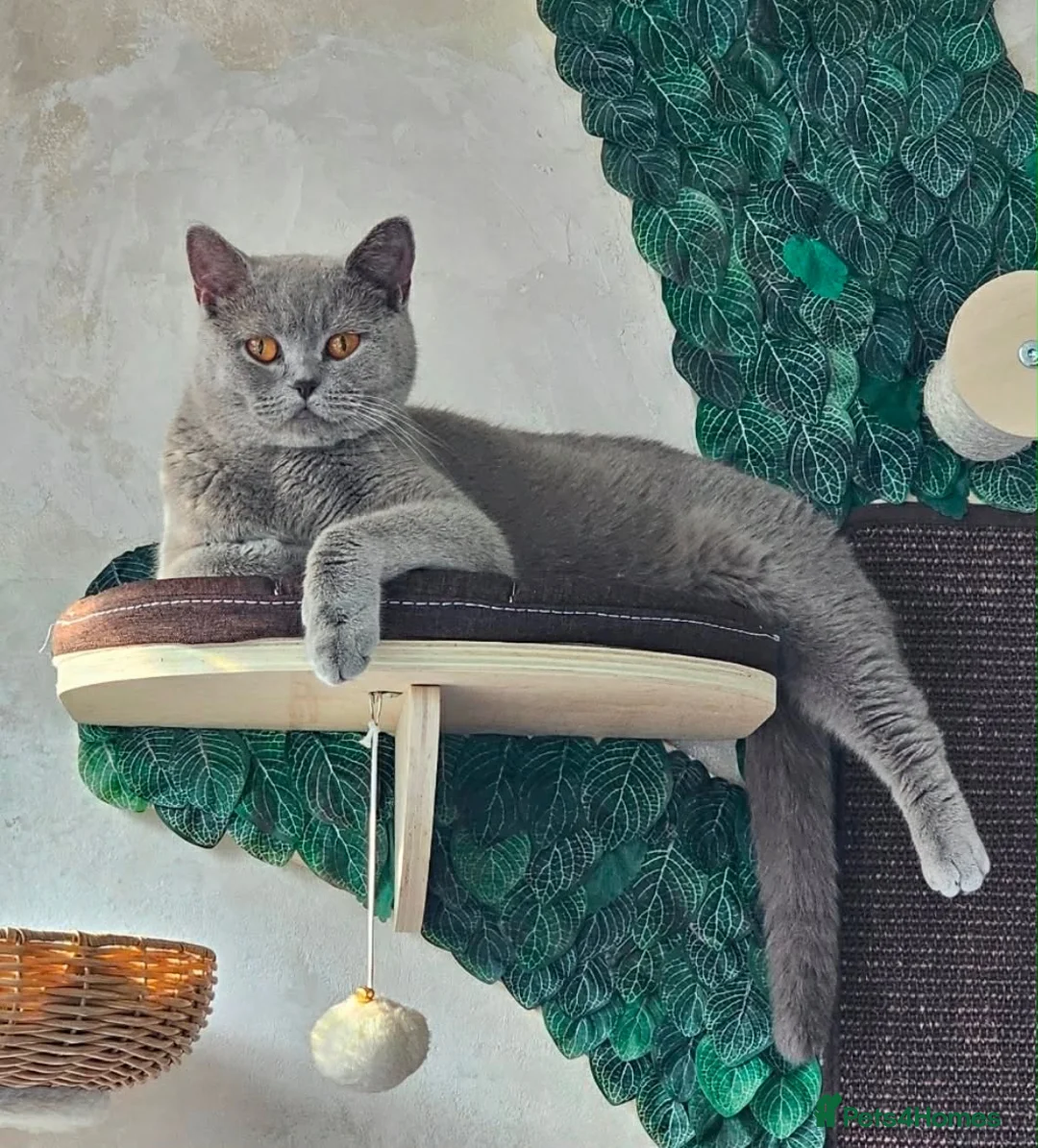 British Shorthair cats for sale: 🩶 Ava - Loving British Shorthair Needs Home - Advert 1