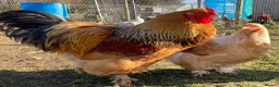 Chickens poultry for sale: Hatching Eggs & Chicks - Buffs, Brahma, and more! - Advert 4