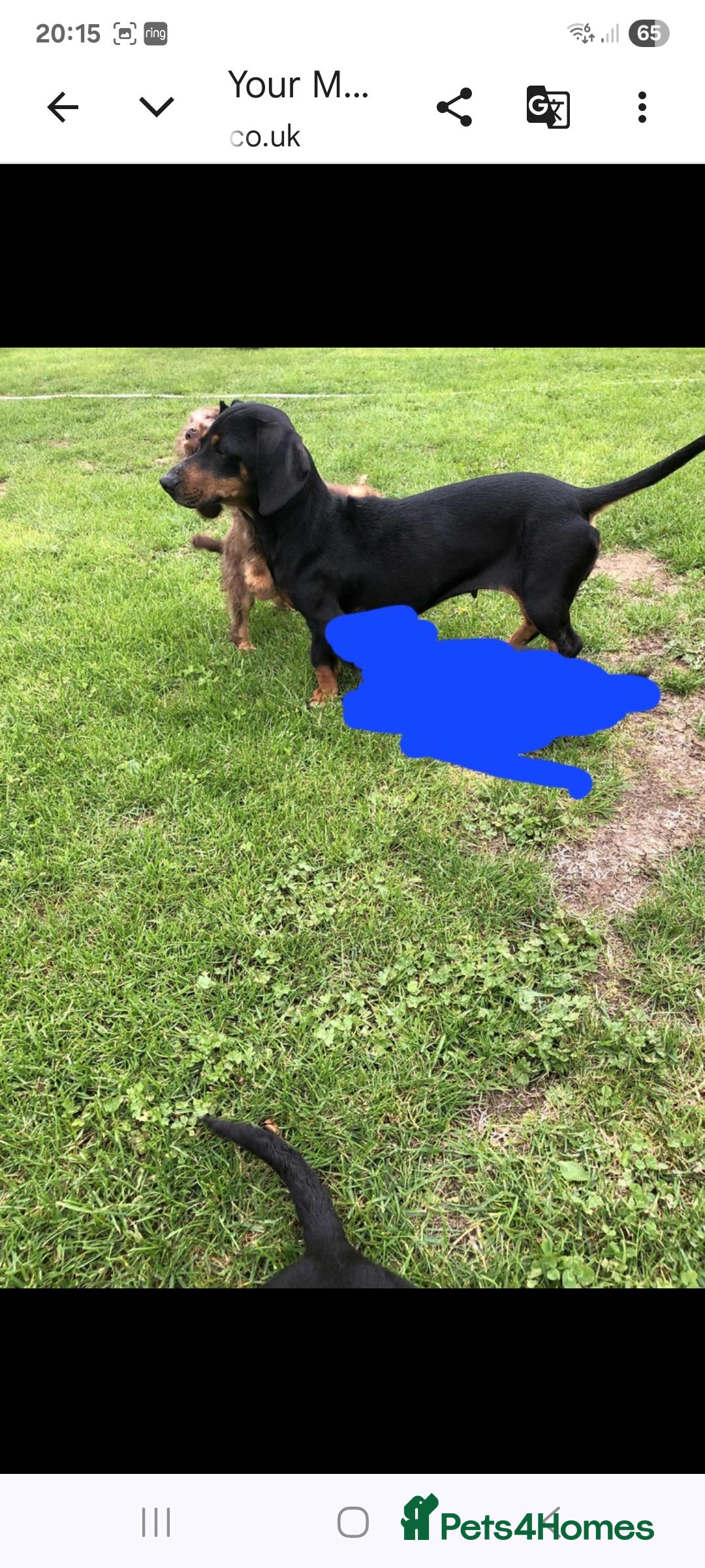 Mixed Breed dogs Dauschund/ dauschund cross - Advert 1