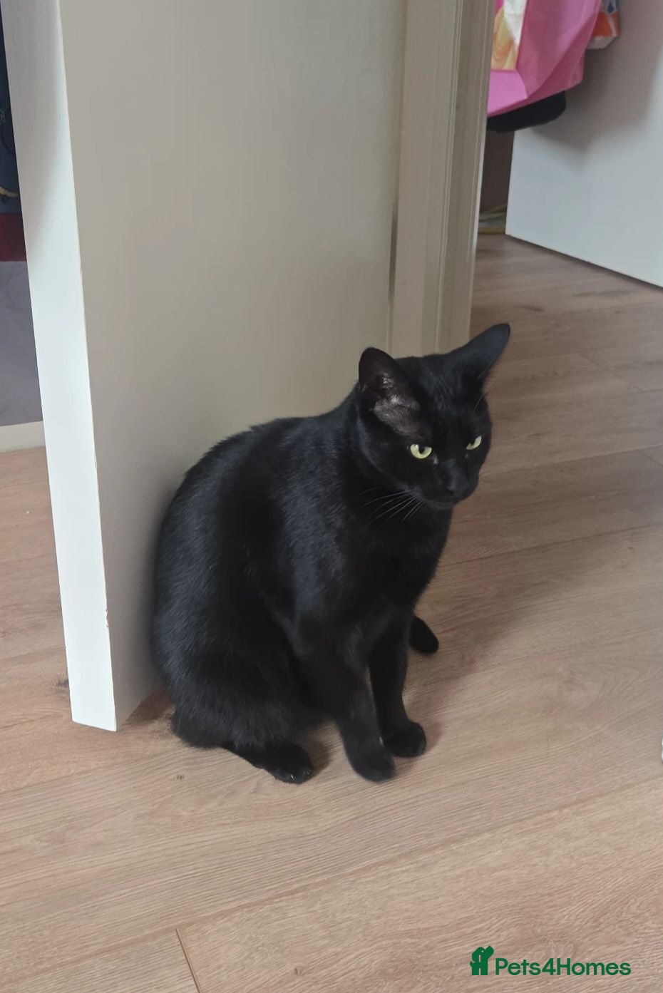 Domestic Shorthair cats 3 year old Bulgarian cat - Advert 4