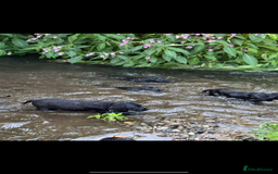 Springador dogs for sale: Gorgeous black Springador puppies   - Image 1
