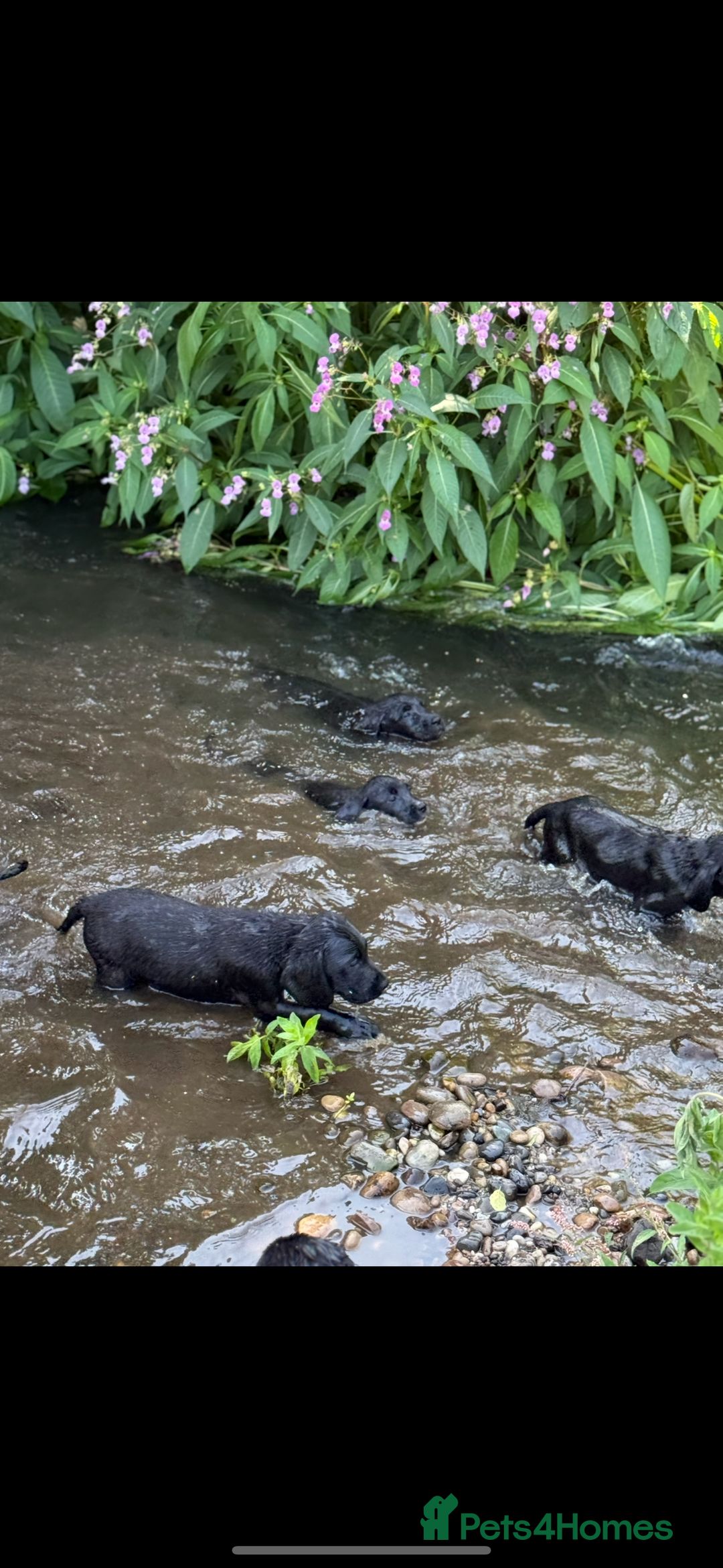 Springador dogs for sale: Gorgeous black Springador puppies   - Image 1
